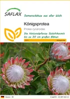 SAFLAX - Königsprotea - 5 Samen - Protea cynaroides