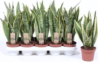 Sansevieria trifasciata Laurentii 40 cm Bogenhanf Zimmerpflanze