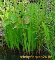 Startsortiment für Gartenteich Pflanzen, Bakterien