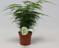 Asparagus setaceus Plumosus ca. 35 cm – Zierspargel Zimmerpflanze – Grünpflanze – pflegeleicht – luftreinigend – dekorativ