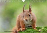 Eichhörnchen Luna und ihre Kinder (Wandkalender 2022 DIN A4 quer)