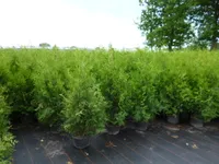 Thuja occidentalis 'Brabant', Lebensbaum, immergrün, 100–125 cm