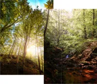Paravent Wald