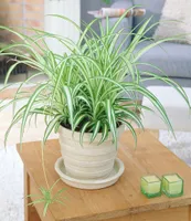 BALDUR-Garten Chlorophytum "Variegatum", 1 Pflanze, Luftreinigende Zimmerpflanze, unterstützt das Raumklima, Grünlilie Zimmerpflanze pflegeleicht, Grünpflanze, mehrjährig - frostfrei halten
