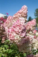 Hydrangea paniculata 'Sundae Fraise', Rispenhortensie, rosa-weiß, ca. 9x9 cm Topf