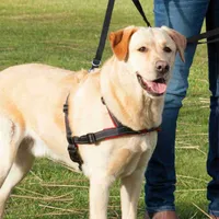 Trixie Trainingsgeschirr Lead'n'Walk Soft - S-M