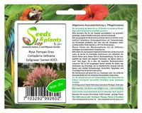 25x Rosa Pampasgras Cortaderia Selloana Pflanzen - Samen #255