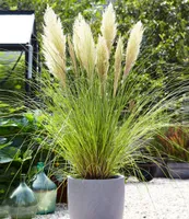 BALDUR Garten Weißes Pampasgras, 1 Pflanze, Cortaderia selloana Ziergras, winterharte Staude, mehrjährig, pflegeleicht, Wasserbedarf gering, blühend ab 1. Standjahr
