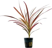Terrarium Pflanze Dracaena marginata red Paludarium Regenwald Deko AquaOne 403T
