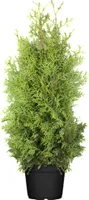 Thuja occidentalis 'Brabant', Lebensbaum, 120–140 cm