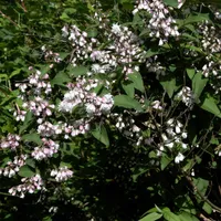 Gefüllter Sternchenstrauch Deutzia scabra 'Plena' im 5 Liter Topf 60-100 cm