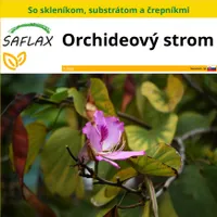 SAFLAX Kultivačný set - Orchideový strom - Bauhinia variegata - 8 Semená - S mini skleníkom, pestovateľským substrátom a 2 črepníkmi