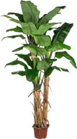 Kunstbananenpalme 280 cm – Exotischer Kunstbaum mit 3 Stämmen und 30 Blättern