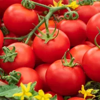 Feldtomate Ondraszek Gemüsesamen 1g Gemüsesaat Gemüse fruchtbar