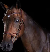 Trainingszaumzeug Reiten für Pferde Weatherbeeta Collegiate Comfitec