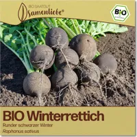 Rettich Samen Runder schwarzer Winter Gemüse-Samen Saatgut Rettichsamen