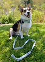 Weiches und komfortables verstellbares Halsband mit Schleife und Leinenset für Hunde Grün L