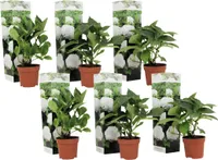 Hortensie - 6 Stk - Hydrangea macrophylla 'Wudu' - Höhe 25-40cm - ⌀9cm
