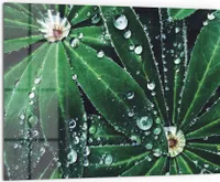 DEQORI Küchenrückwand Glas 80x60 cm 'Wasserperlenverzierung' Spritzschutz Bad Rückwand