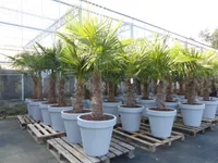XXL Palme winterhart inkl. Pflanzkübel, 180 - 210 cm Trachycarpus fortunei, Hanfpalme,