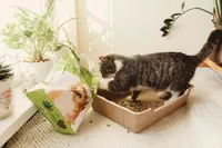 Katzenstreu Pellets 22 L natürliches Einstreu 100% biologisch aus Heu, kompostierbar Öko Streu für Katzen, extrem saugfähig und geruchsbindend 4x 3kg