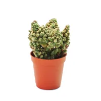 Opuntia tuna mostruosa - malá rastlina v 5,5 cm kvetináči