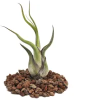 Tillandsia caput-medusae - lose Pflanze - klein