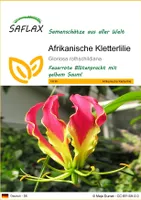 SAFLAX - Afrikanische Kletterlilie - 15 Samen - Gloriosa rothschildiana