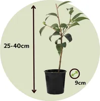 Kamélia japonská - 3 ks. - Camellia japonica 'Bonomiana' - Výška 25-40cm - ⌀9cm
