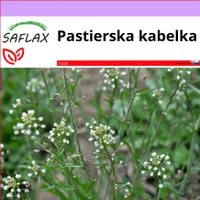 SAFLAX - pastierska kabelka - Capsella bursa-pastoris - 1000 Semená
