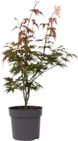 Japonský javor - Acer palmatum 'Atropurpureum' - Výška 60-70cm - ⌀19cm