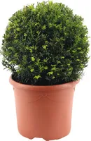 Tis červený FloraSelf Taxus baccata Ø cca 32 cm kvetináč 7,5 l