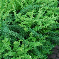 2 x Dulovnica - Berberis thunbergii 'Green Carpet' - 25-30 cm nádoba 25-30 cm nádoba