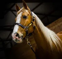 Horseware Amigo Lederhalfter - brown, Größe:Kaltblut (XL)