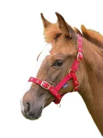 Shires Fohlenhalfter ER409 (Foal/Mini) (Rot)