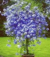 BALDUR-Garten Stämmchen "Plumbago",1 Pflanze Bleiwurz Plumbago auriculata Kübelpflanze für Balkon und Terrasse