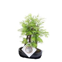 Plant in a Box - Outdoor Bonsai Metasequoia Forest - Bonsai - Topf 15cm - Höhe 20-30cm