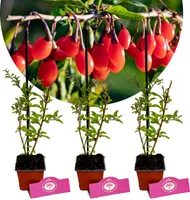 Set mit 3 Goji-Beeren – Lycium Barbarum – Sanddorn – Höhe 30 cm – 9 cm Topf