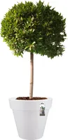 Elho Brussels Rund 18 - Blumentopf - Weiss - Innen - Ø 18.3 x H 16.8 cm