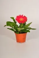 Gerbera Doniczka