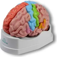 Erler Zimmer Anatomisches Modell "Gehirn"