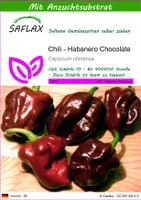 SAFLAX - Chili - Habanero Chocolate - 10 Samen - Mit keimfreiem Anzuchtsubstrat - Capsicum chinense