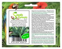 10x Sansevieria hyacinthoides Bogenhanf Sukkulent Pflanzen-Samen B182