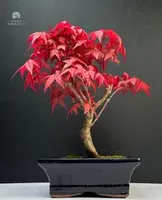 Bonsai - Bonsai baum Japanischer Fächerahorn - Acer (Ahorn) Deshojo bonsai bäume/Japanische Ahorne/mit roten Blättern/baum ist 25-30 cm hoch