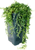 Hrachový hrniec - Senecio herreanus 14 cm