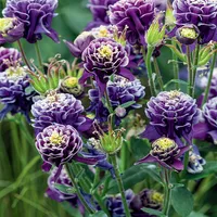 Aquilegia Orlik Christa Barlow 1 szt. Sadzonka Sadzonki Orliki