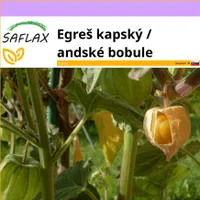SAFLAX - Egreš kapský / andské bobule - Physalis peruviana - 100 Semená