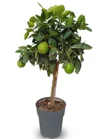 Sunny Tree - Limetka - 3 roky - Citrus Latifolia - Citrusová rostlina - Plod - 90 centimetrů - A+ produkt