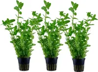 Aquarium Pflanze 3 Stück Bacopa caroliniana AquaOne Nr.343 Wasserpflanzen Set