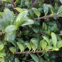 2 x lžičkový drieň - Ilex Crenata 'Convexa' - 30-40 cm nádoba 30-40 cm nádoba